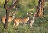 View at Bandipur Safari Lodge